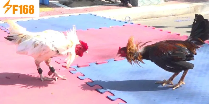 รูปแบบชนไก่ F168 ยอดนิยมที่สุด